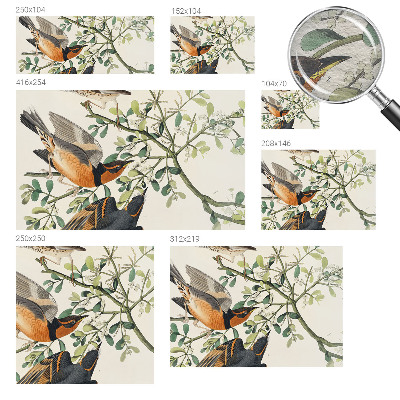 Vliesová fototapeta na zeď Barevní ptáci