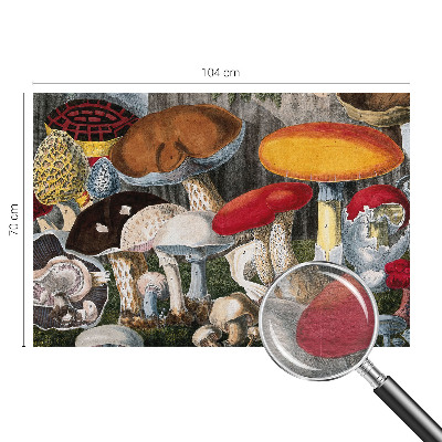 Fototapeta na stěnu Botanické houby