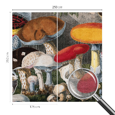 Fototapeta na stěnu Botanické houby