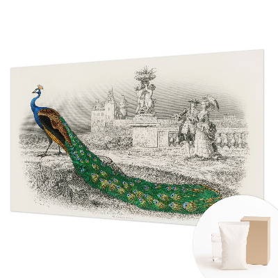 Fototapeta na stěnu Barevné peří