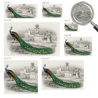 Fototapeta na stěnu Barevné peří