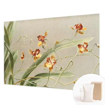 Fototapeta do obýváku Klasické orchideje