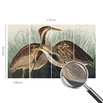 Fototapeta do obýváku Realističtí ptáci