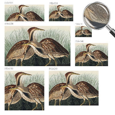 Fototapeta do obýváku Realističtí ptáci