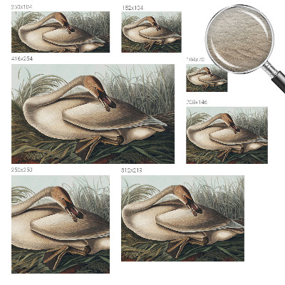 Fototapeta do ložnice Přírodní pták