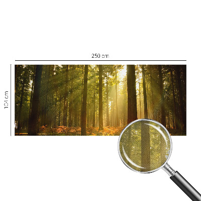 Fotografická tapeta samolepicí Lesní ráno