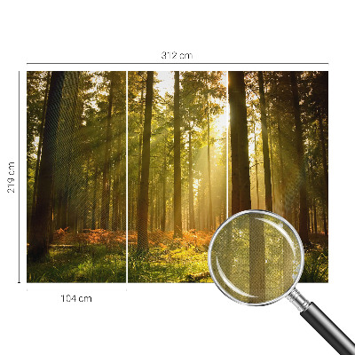 Fotografická tapeta samolepicí Lesní ráno