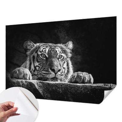 Fototapeta pro holku Dravý pohled