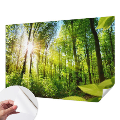 Samolepící fototapeta 3d Lesní světlo