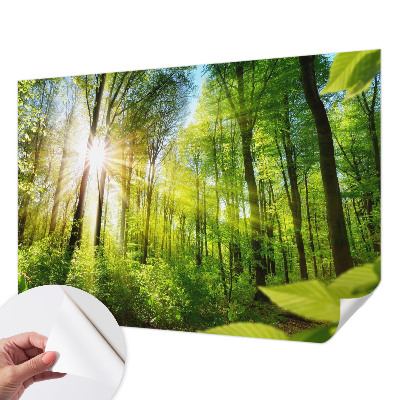 Samolepící fototapeta 3d Lesní světlo