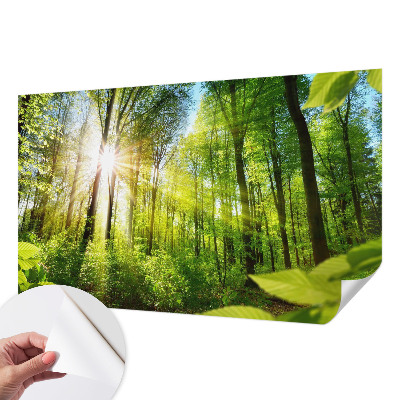 Samolepící fototapeta 3d Lesní světlo