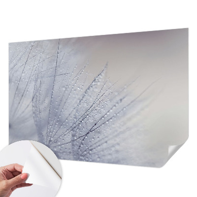 Fototapeta pro kluka Rosná pampeliška