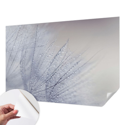 Fototapeta pro kluka Rosná pampeliška