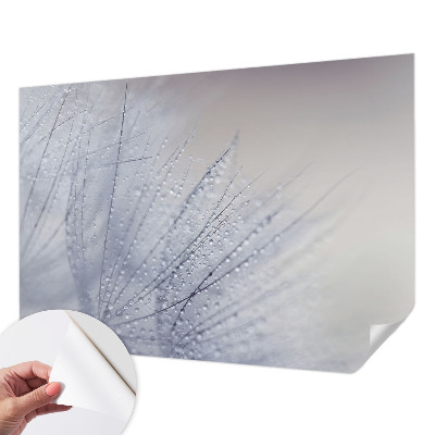 Fototapeta pro kluka Rosná pampeliška
