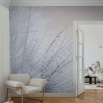 Fototapeta pro kluka Rosná pampeliška