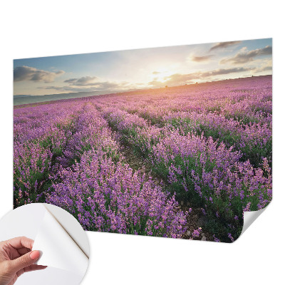 Samolepicí fototapeta na míru Levandulová pole