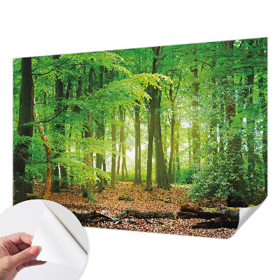 Samolepicí fototapeta Zelený les