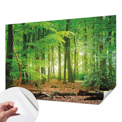 Samolepicí fototapeta Zelený les