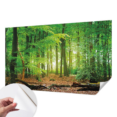 Samolepicí fototapeta Zelený les