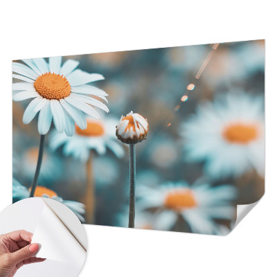Fotografická tapeta samolepicí Heřmánková pochoutka