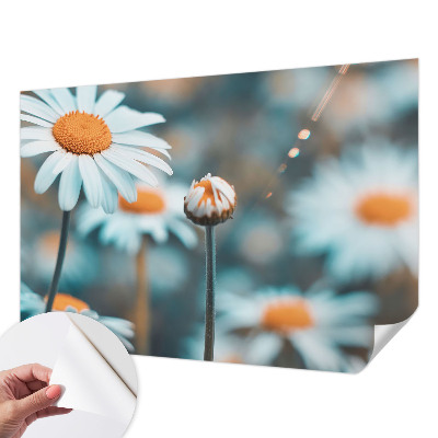 Fotografická tapeta samolepicí Heřmánková pochoutka