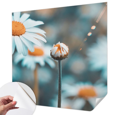Fotografická tapeta samolepicí Heřmánková pochoutka