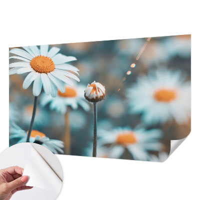 Fotografická tapeta samolepicí Heřmánková pochoutka