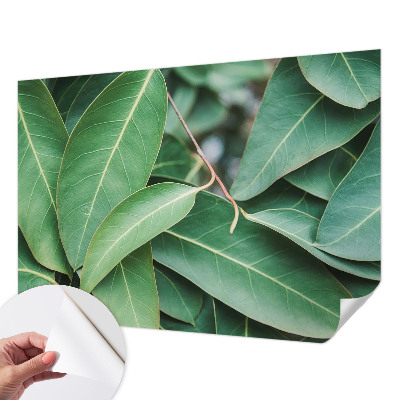 Samolepicí fototapeta Zelené listy