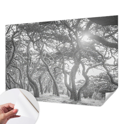 Samolepící fototapeta 3d Atmosférický les