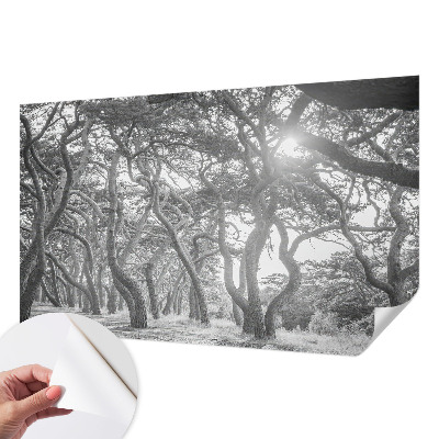 Samolepící fototapeta 3d Atmosférický les
