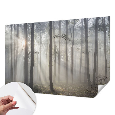 Fototapeta pro holku Éterický les