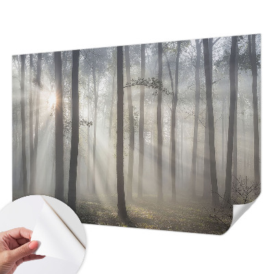 Fototapeta pro holku Éterický les