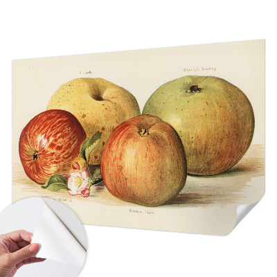 Samolepící tapeta Jabloňové květy