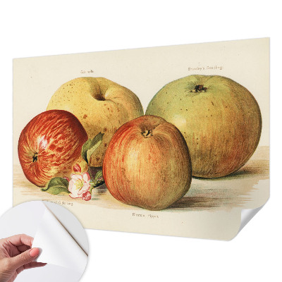 Samolepící tapeta Jabloňové květy