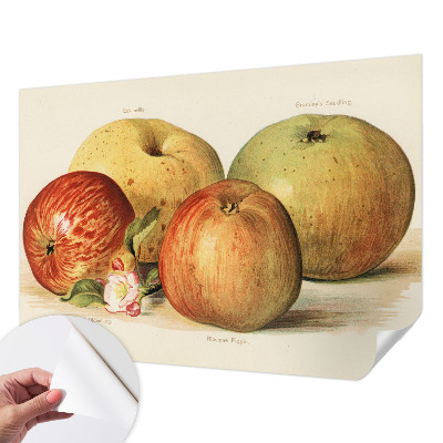 Samolepící tapeta Jabloňové květy