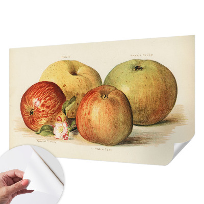 Samolepící tapeta Jabloňové květy