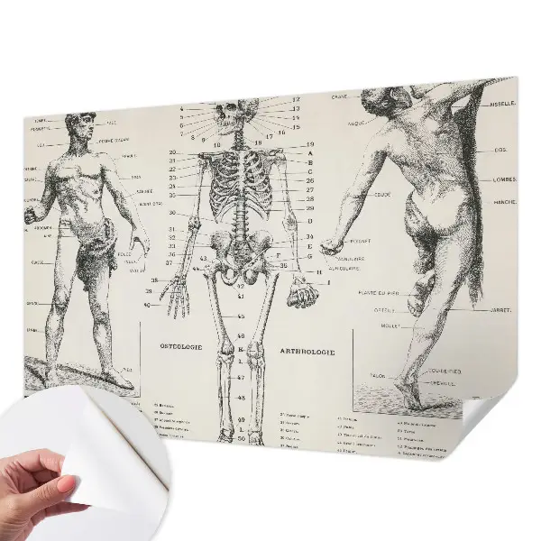 Fototapeta do dětského pokoje Klasická anatomie