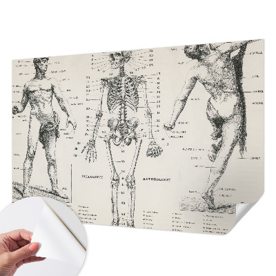 Fototapeta do dětského pokoje Klasická anatomie