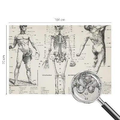 Fototapeta do dětského pokoje Klasická anatomie