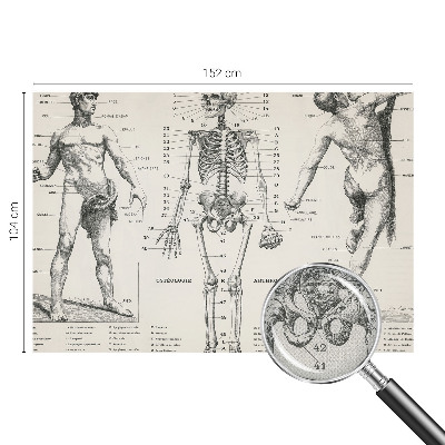 Fototapeta do dětského pokoje s motivem klasické anatomie
