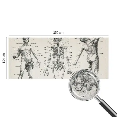 Fototapeta do dětského pokoje Klasická anatomie