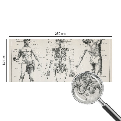 Fototapeta do dětského pokoje s motivem klasické anatomie