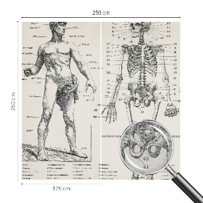 Fototapeta do dětského pokoje s motivem klasické anatomie