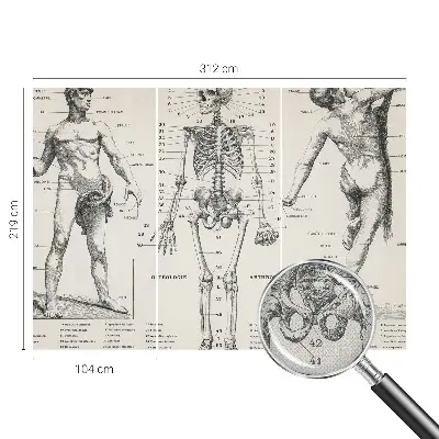 Fototapeta do dětského pokoje Klasická anatomie