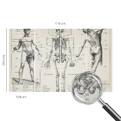 Fototapeta do dětského pokoje Klasická anatomie