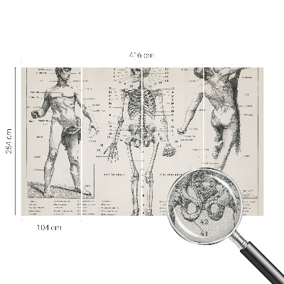 Fototapeta do dětského pokoje s motivem klasické anatomie