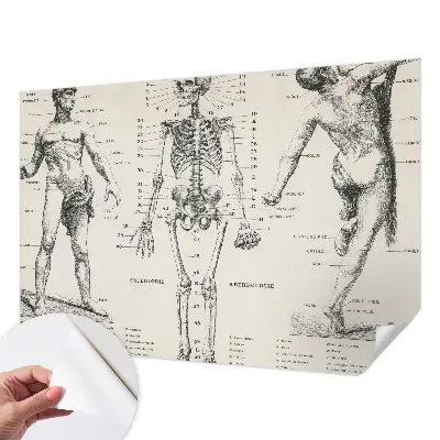 Fototapeta do dětského pokoje Klasická anatomie