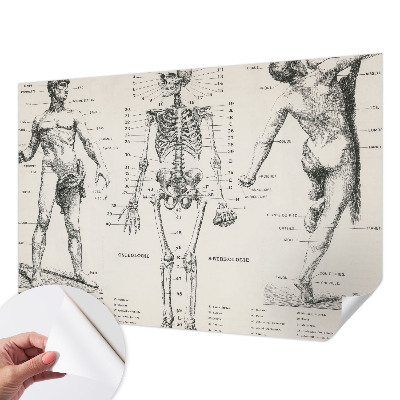 Fototapeta do dětského pokoje s motivem klasické anatomie