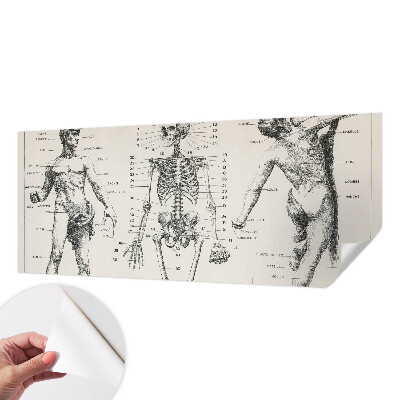 Fototapeta do dětského pokoje s motivem klasické anatomie