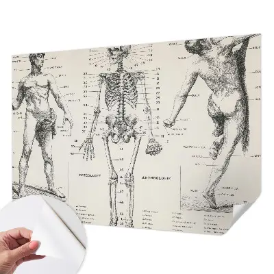 Fototapeta do dětského pokoje Klasická anatomie